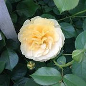 Patty Menear Sullivan's photo