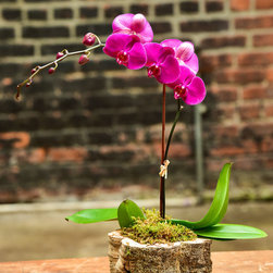Home Orchids 2017 - Plants