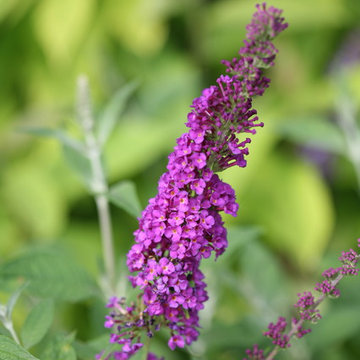 'Miss Violet' Butterfly Bush (Buddleia)
