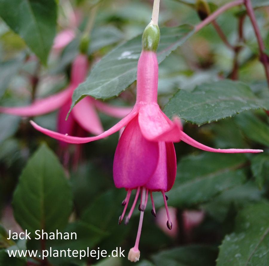 Fuchsia liste 2020 (her ses fotos af en mindre del af de fuchsia vi producere)