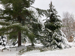 Pruning up a Norway Spruce