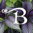 Blumen Gardens's profile photo