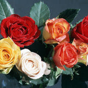 Devi Venkat's photo