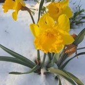 Sibyl Brooke's photo