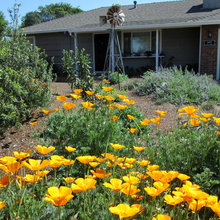 drought tolerant in mulch