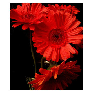 "Four Red Gerbera Daisies" Limited Edition of 10 Photography by Alaina Williams