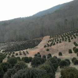 Boxwood - Products
