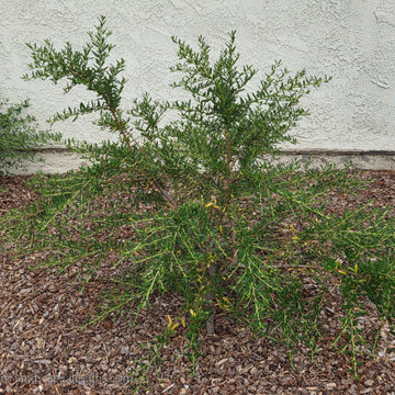Irvine Turf Rebate Front Yard