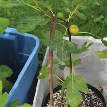 Pino's Fig Trees for sale