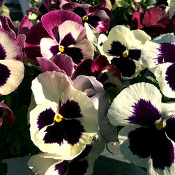 Current Featured Plants - Products