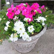 Frank Maggio's photo