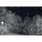 Juliana Wilson's photo