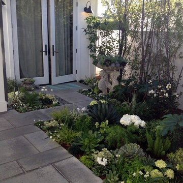Contemporary garden