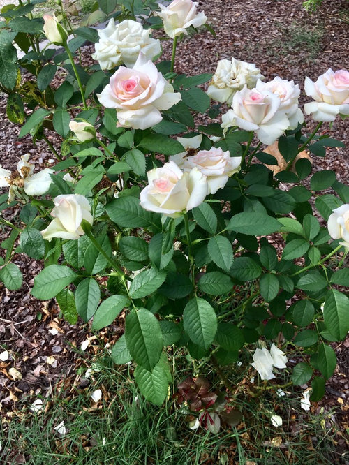 Roses blooming even in constant heat.