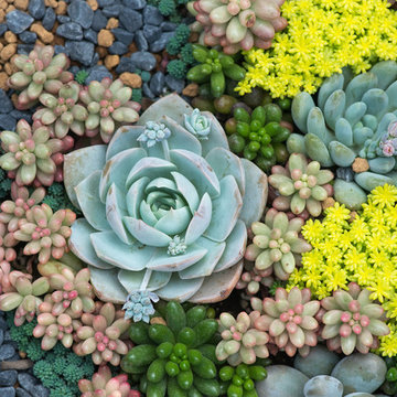 Potted Gardens