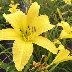 Current Featured Plants - Products