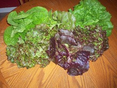 Salanova Lettuce Cutter