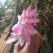Donna Craig Geibel's photo