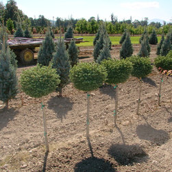 Topiaries - Products
