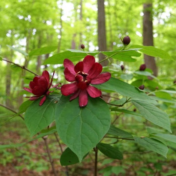Carolina Allspice — A Fragrant Legacy for Your Landscape