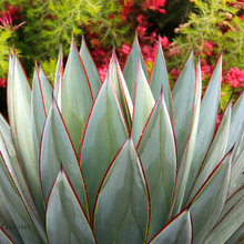 Succulent