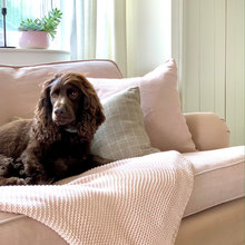 Dog and cat photos at Home