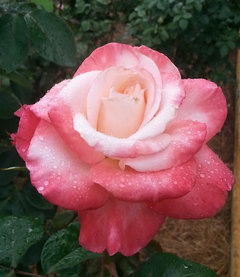 Edmunds' Roses | Houzz Forum