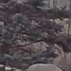 Can anyone identify this animal? Domestic cat or lynx? I have no idea