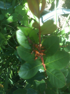 Any idea what these eggs are on milkweed leaf?