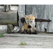 Foto von Joyce Fox