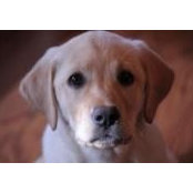 Lori Baasch's photo