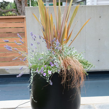 Contemporary Seaside Garden