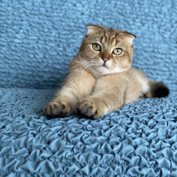Mamma Mia Couch Covers | High Stretch Pet Protectors