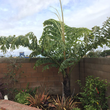 King Kong Palm Planter