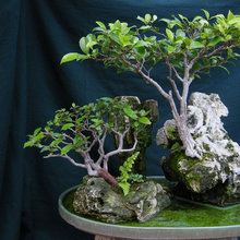 Plants