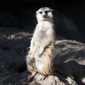 Tom Ozanich's photo