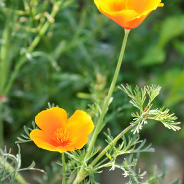 At Home in a Natural California Garden