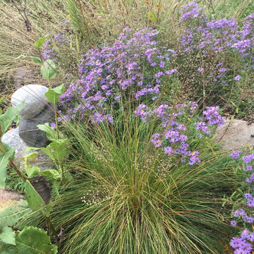 Native Perennial Border