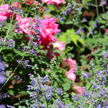 Nepeta and roses