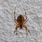 Anja Nowakowski's photo