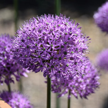 mediterraner Garten in Thüringen