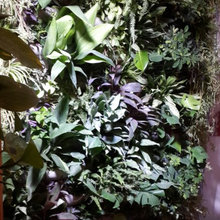 vertical garden by paniaplant