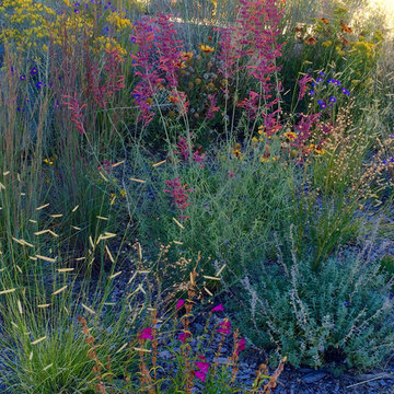 Threadleaf Giant Hyssop