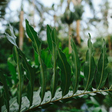South Florida Rainforest