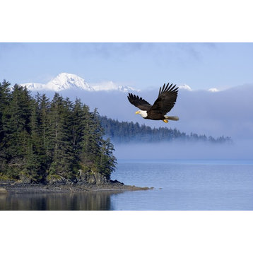 Bald Eagle In Flight Over The Inside Passage With Tongass National Forest In The