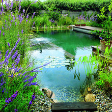 DIY Natural Pools