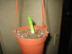 Black Coral snake plant-over or underwatering? | Houzz Forum