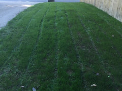 When to mow 2024 new seeded lawn