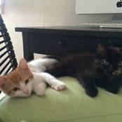 Lynne Westphal's photo