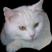 Shanni Foxs billede